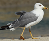 Larus armenicus